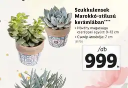 Lidl Szukkulensek Marokk-stílusú kerámiában ajánlat