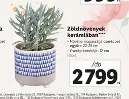 Lidl Zöldnövények kerámiában ajánlat