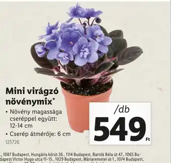 Lidl Mini virágz növénymix ajánlat