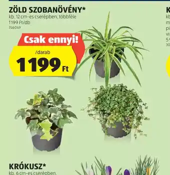 ALDI Zöld Szobanövény ajánlat