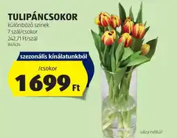 ALDI Tulipáncsokor ajánlat