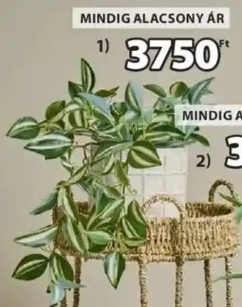 JYSK Asgar műnövény ajánlat