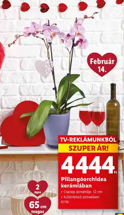 Lidl Pillangóorchidea kerámiában ajánlat