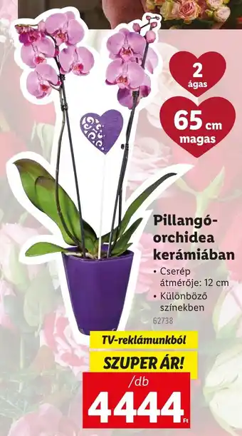 Lidl Pillangó- orchidea kerámiában ajánlat