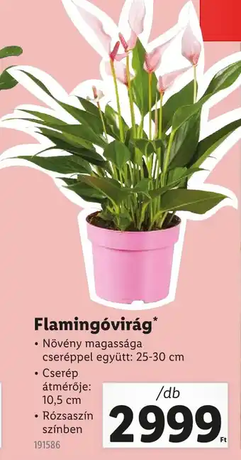 Lidl Flamingóvirág ajánlat