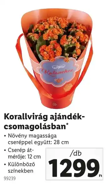 Lidl Korallvirág ajándék- csomagolásban ajánlat