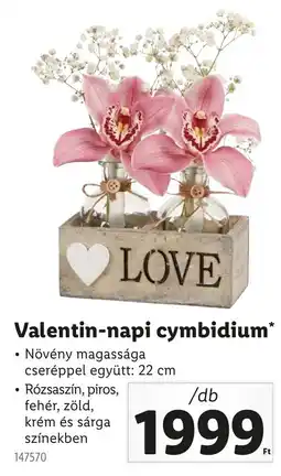 Lidl Valentin-napi cymbidium ajánlat