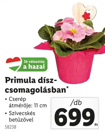 Lidl Primula dísz- csomagolásban ajánlat