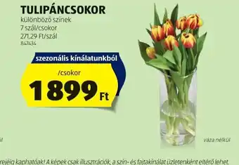 ALDI Tulipáncsokor ajánlat