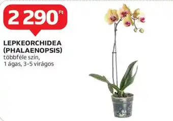 Auchan lepkeorchidea (phalaenopsis) ajánlat