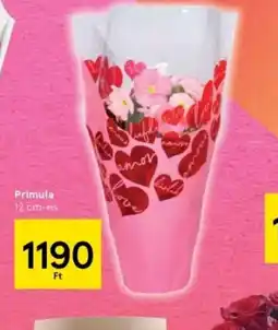 Tesco Primula ajánlat