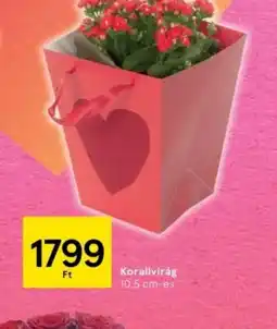 Tesco Korallvirág ajánlat