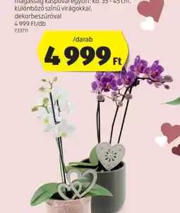 ALDI Orchidea 2 ág ajánlat