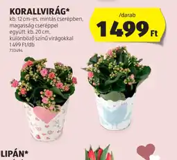 ALDI Korallvirág ajánlat