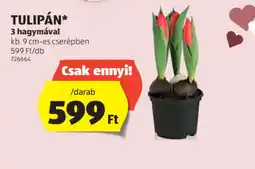 ALDI Tulipán ajánlat