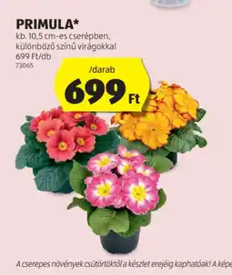 ALDI Primula ajánlat