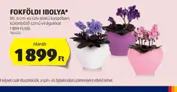 ALDI Fokföldi Ibolya ajánlat