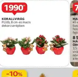 Auchan Korallvirág ajánlat