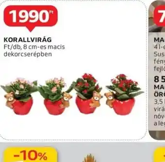 Auchan Korallvirág ajánlat