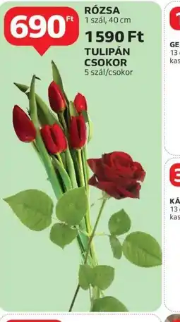 Auchan Rzsa és Tulipán ajánlat