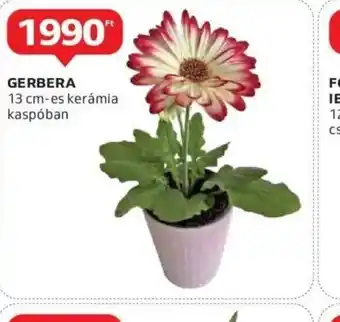 Auchan Gerbera ajánlat