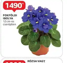 Auchan Fokföldi Ibolya ajánlat