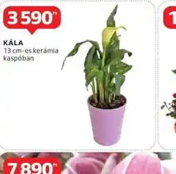 Auchan Kála ajánlat