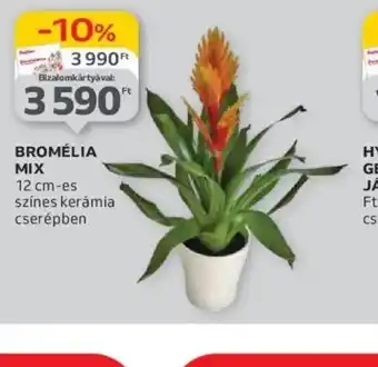 Auchan Bromélia Mix ajánlat