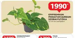 Auchan Epipremnum Pinnatum Aureum Szobai Futka ajánlat