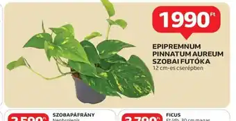 Auchan Epipremnum Pinnatum Aureum Szobai Futka ajánlat