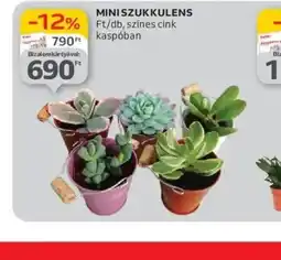 Auchan Mini szukkulens ajánlat