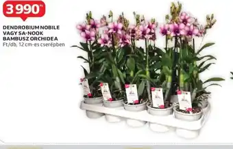 Auchan Dendrobium nobile vagy sa-nook bambusz orchidea ajánlat