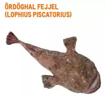 Metro Ördöghal fejjel (lophius piscatorius) ajánlat