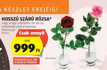 ALDI Hosszú szárú rózsa ajánlat