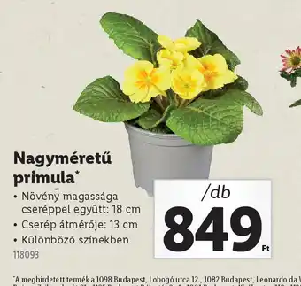 Lidl Nagyméretű Primula ajánlat