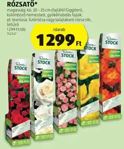 ALDI Rózsatő ajánlat