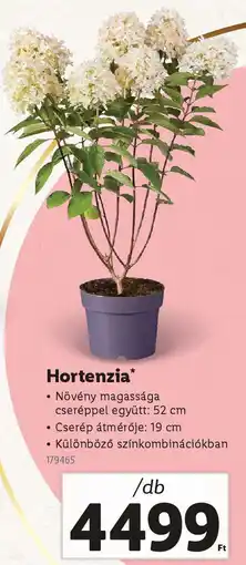 Hortenzia
