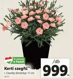 Lidl Kerti szegfű ajánlat