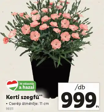 Lidl Kerti szegfű ajánlat