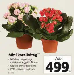 Lidl Mini korallvirág ajánlat