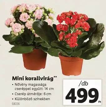 Lidl Mini korallvirág ajánlat