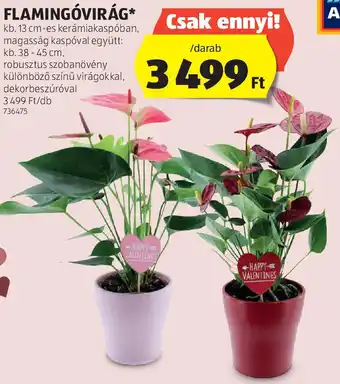 ALDI Flamingóvirág ajánlat