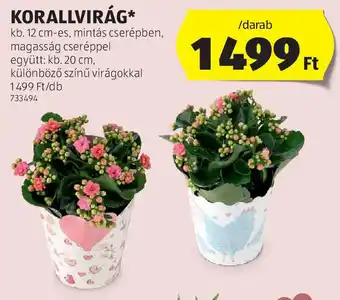 ALDI Korallvirág ajánlat