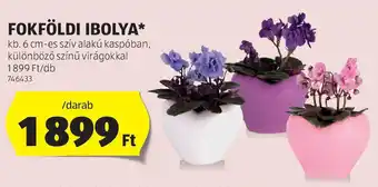 ALDI Fokföldi ibolya ajánlat