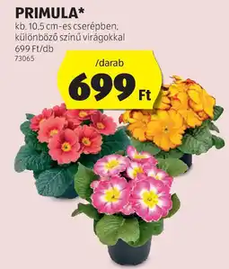 ALDI Primula ajánlat