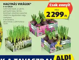 ALDI Hagymás Virágok ajánlat