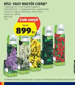 ALDI Dísz- vagy bogys cserje ajánlat