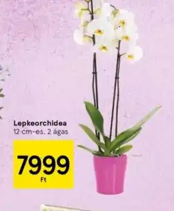 Tesco Lepkeorchidea ajánlat