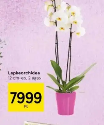 Tesco Lepkeorchidea ajánlat