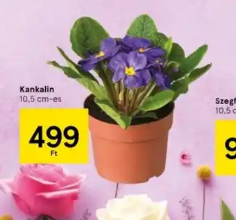 Tesco Kankalin ajánlat